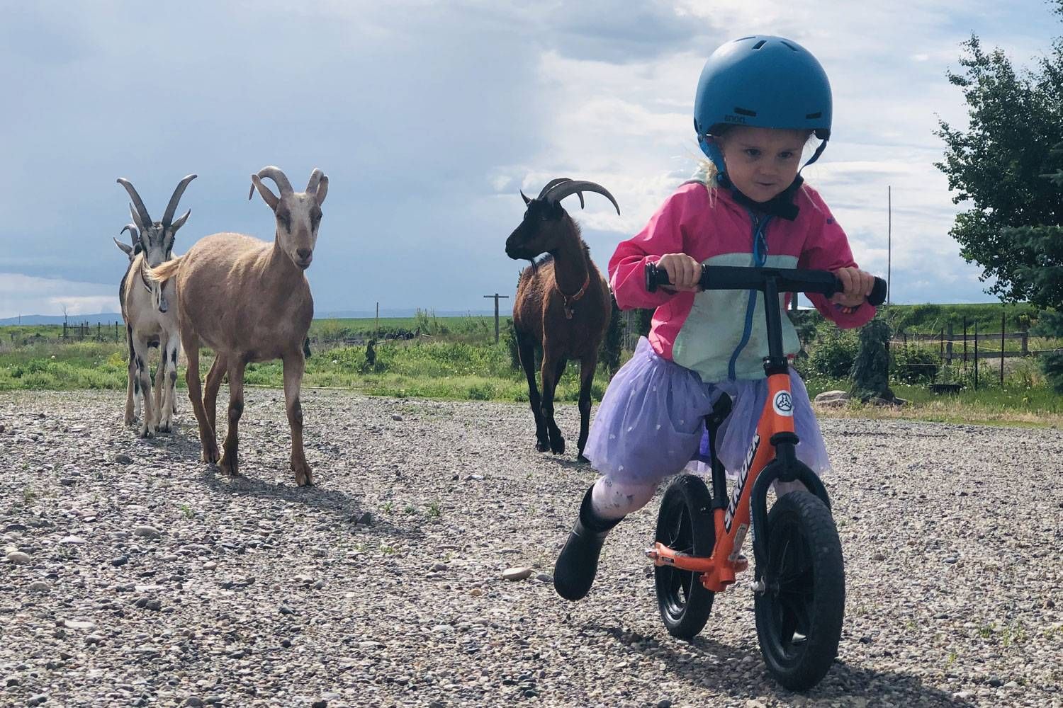 A girl rides an orange Strider balance bike past some goats